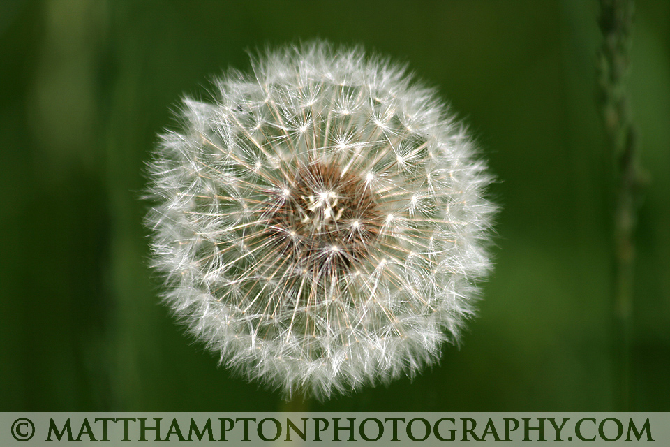 Dandelion Head