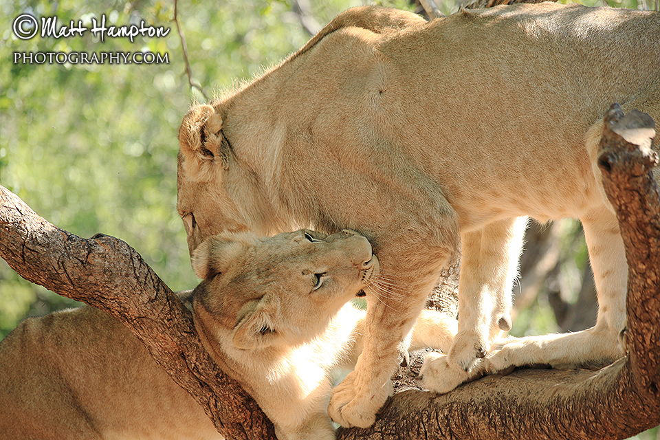 Lions in a tree