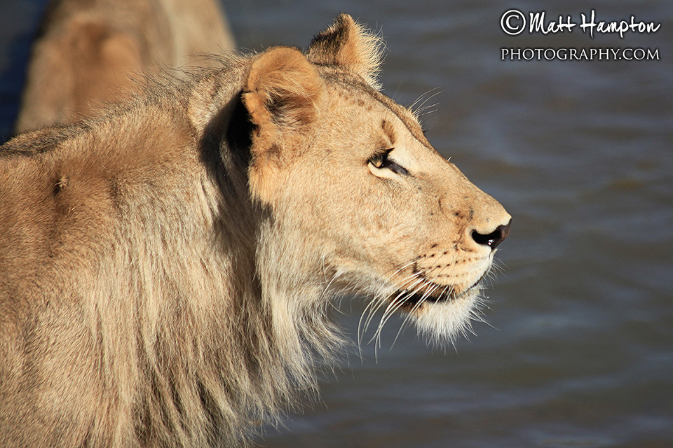 Lions at the watering hole