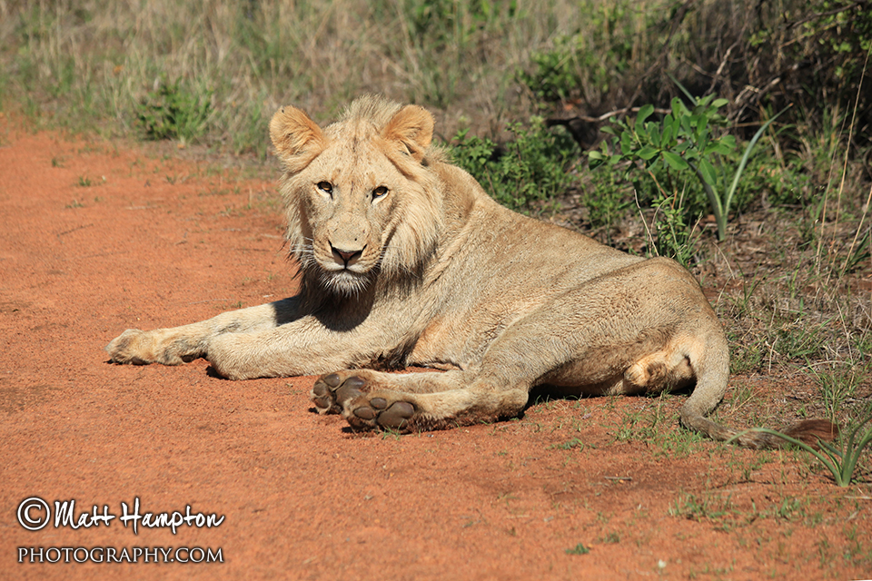 Lion resting