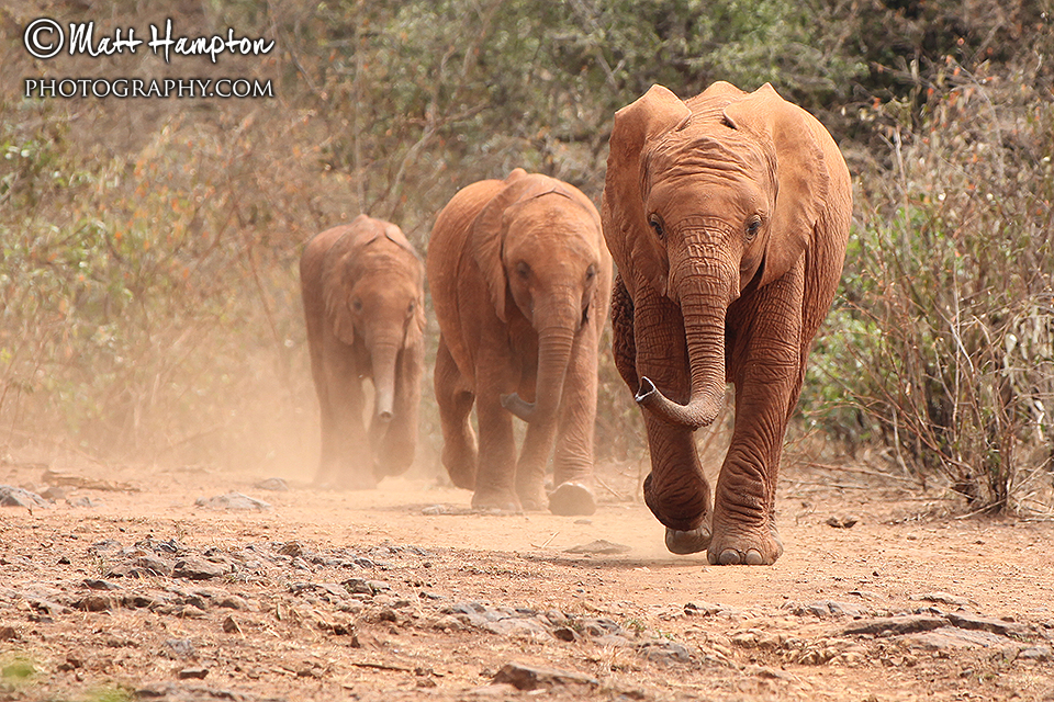 The elephants arrive at the Sheldrick Centre Nairobi