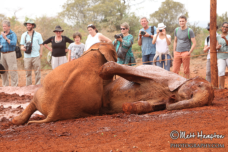 The Sheldrick elephants enjoy a mud bath