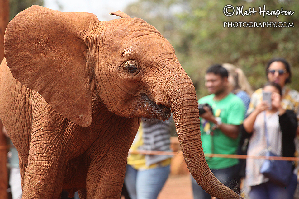 The elephants arrive at the Sheldrick Centre Nairobi