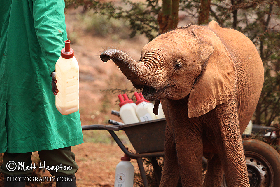 Elephant drinking a bottle of milk