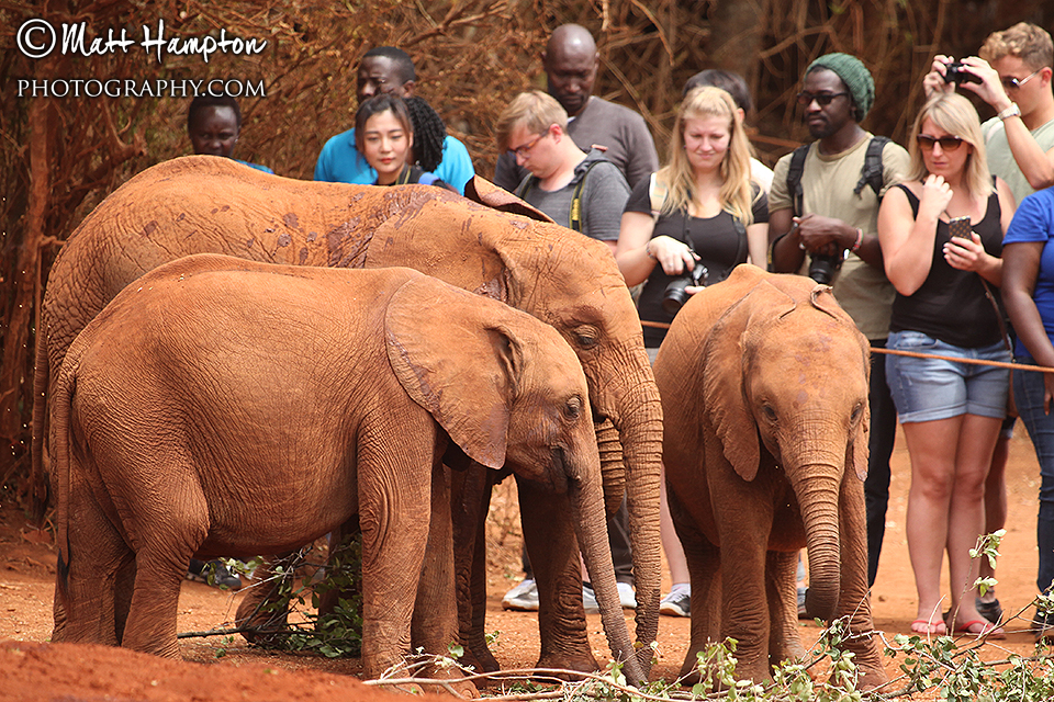 The Sheldrick elephants