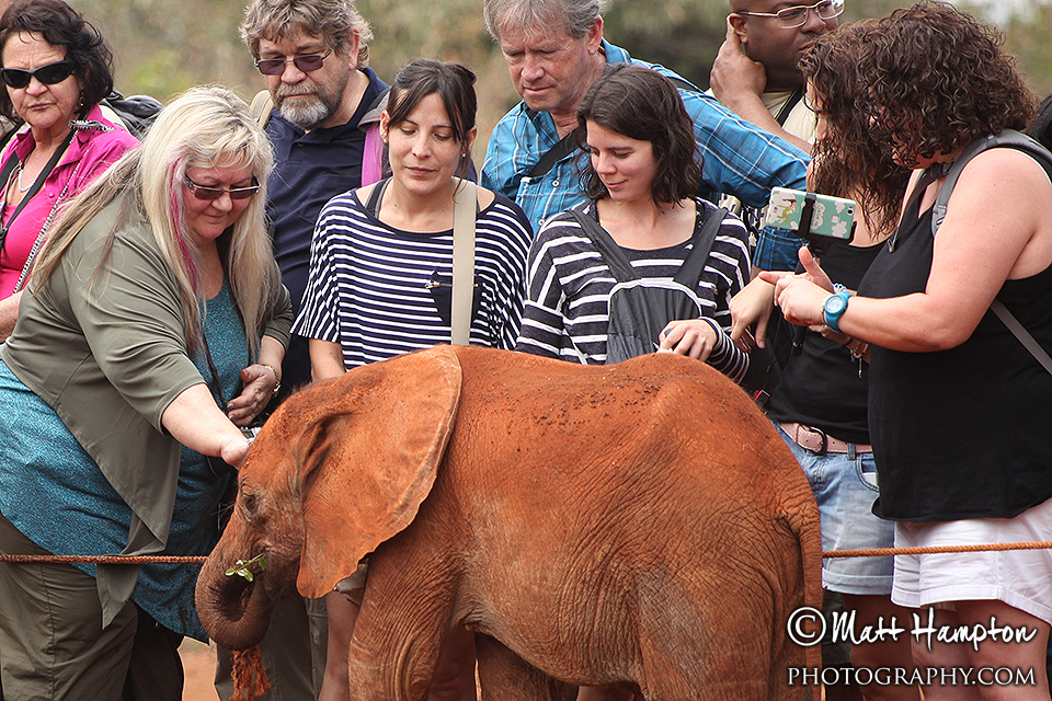 The Sheldrick elephants