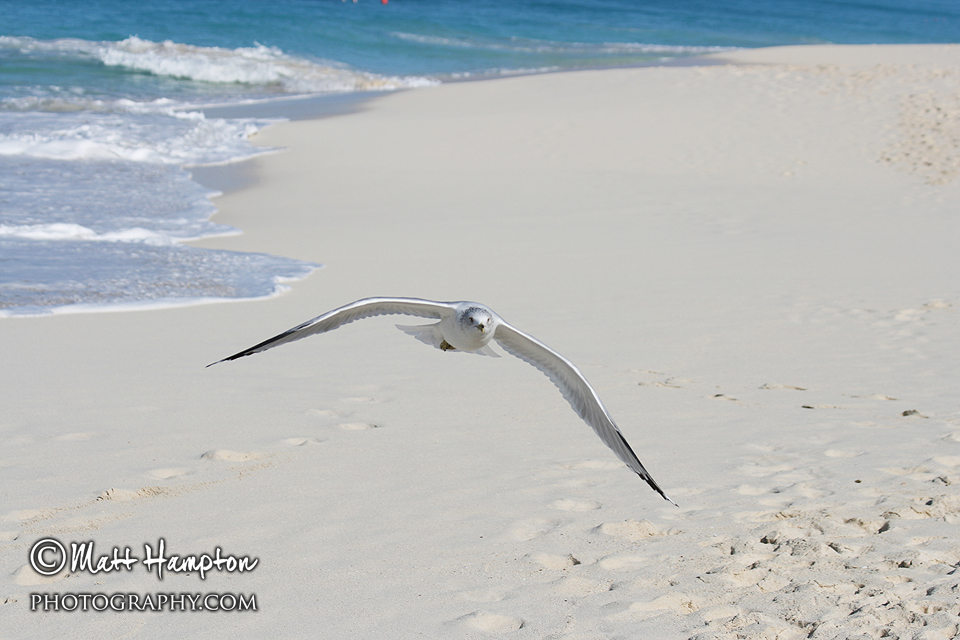 Low Flying Seagull