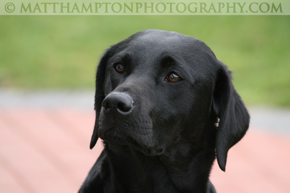 Bronte the black labrador